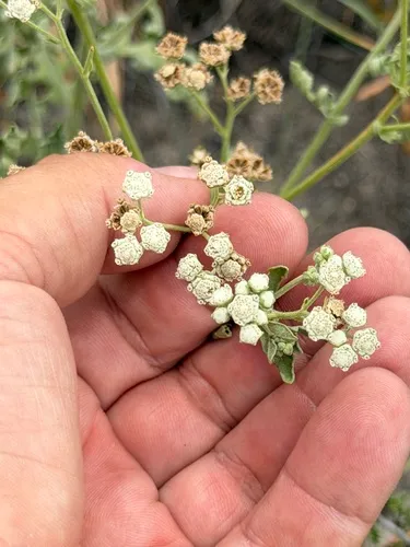 Gray's Feverfew