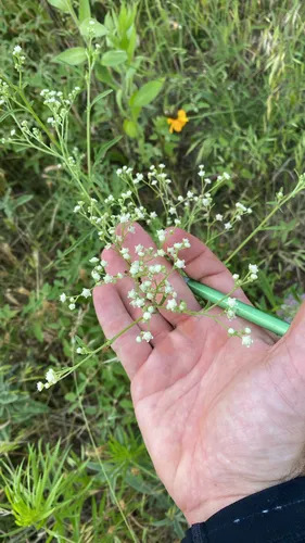 Santa Maria Feverfew — photo by Michael Caballero