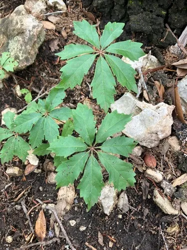 Sevenleaf Creeper