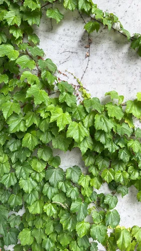Boston Ivy