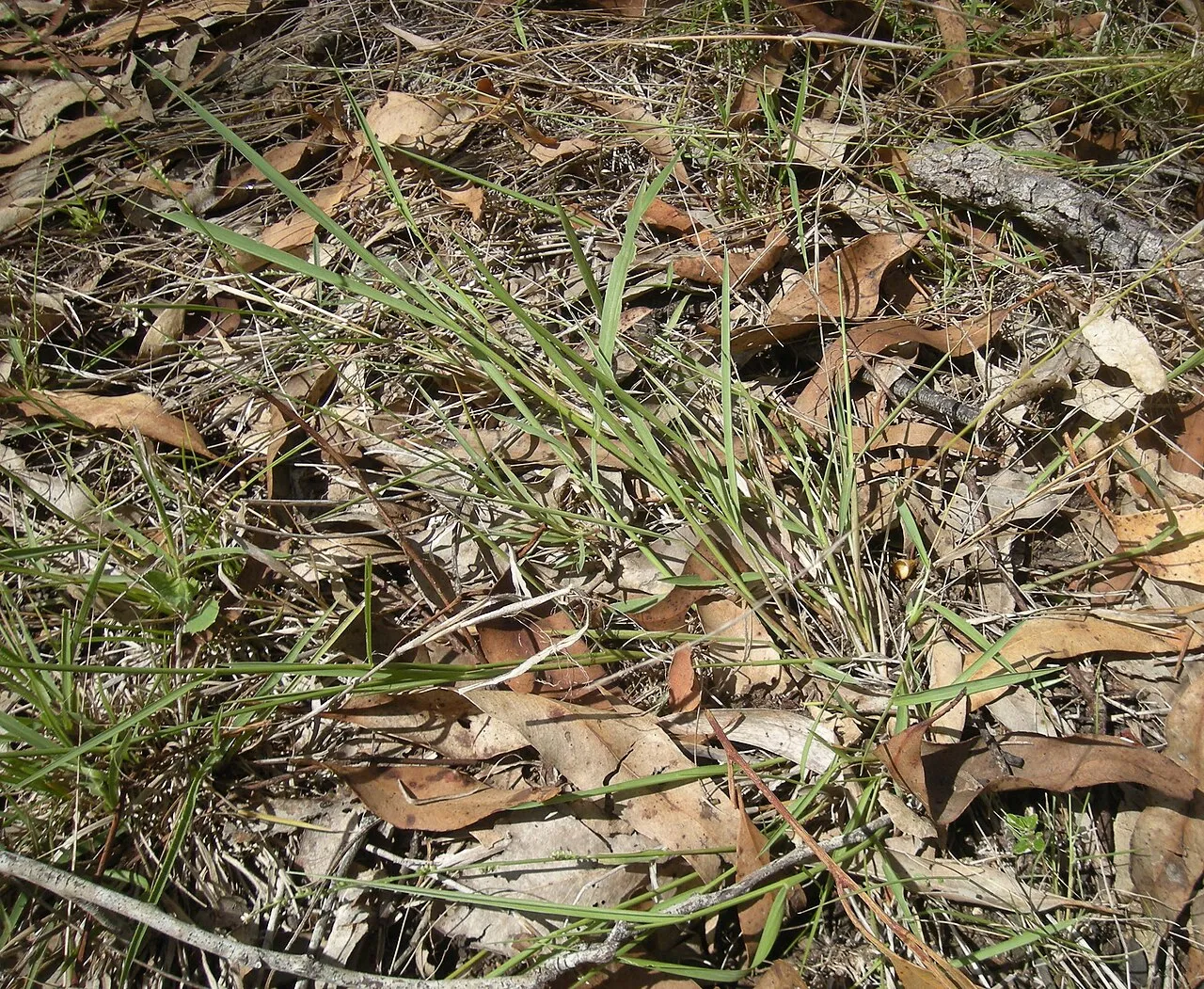 Spreading Panicgrass