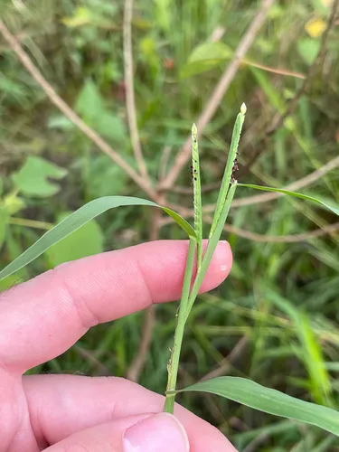 Brook Crowngrass