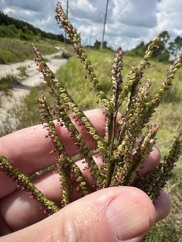 Thick Ditch Crowngrass — photo by James K. Wetterer