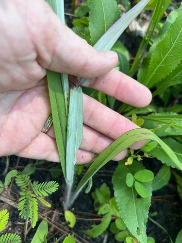 Pitchfork Crowngrass — photo by Alan Weakley