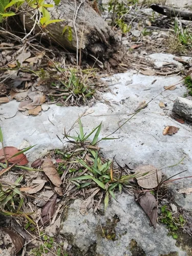 Blodgett's Crowngrass
