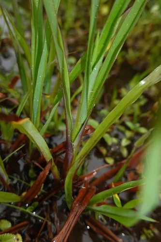 Bull Crowngrass — photo by Nils Servientis - Bivouac Naturaliste
