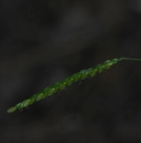 Blue Crowngrass