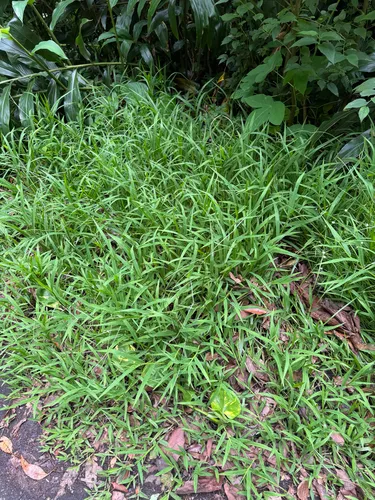 Hilograss