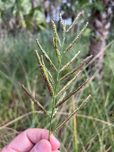Scattered Paspalum — photo by James K. Wetterer