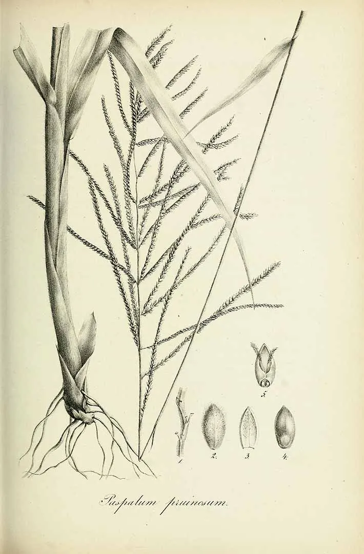 Emperor Crowngrass — photo by Carl Bernhard von Trinius