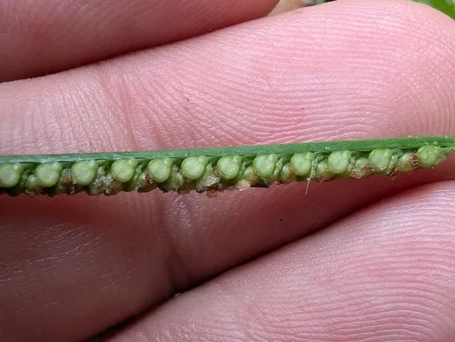 Decumbent Crowngrass — photo by Guillaume Léotard