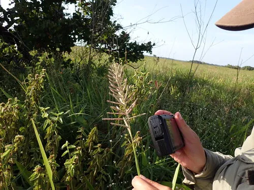 Dense Crowngrass — photo by tigridiapavonia
