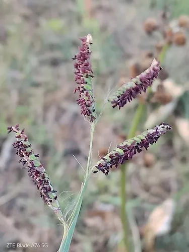 Longtom — photo by Seba Fernández