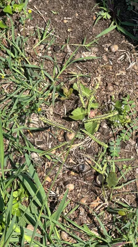 Dallisgrass — photo by leahluvscows