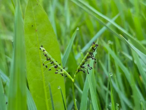 Knotgrass