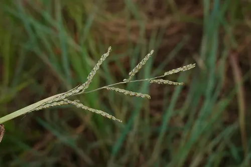 Mexican Crowngrass — photo by Nils Servientis - Bivouac Naturaliste