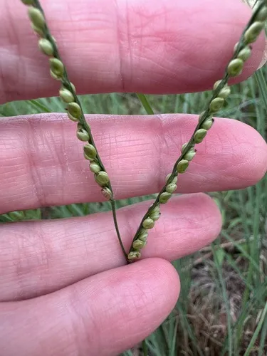 Florida Paspalum