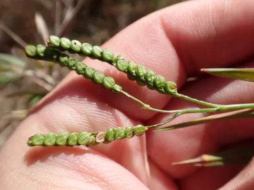 Field Paspalum — photo by Jared Gorrell