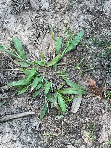 Rustyseed Paspalum — photo by embrenhar