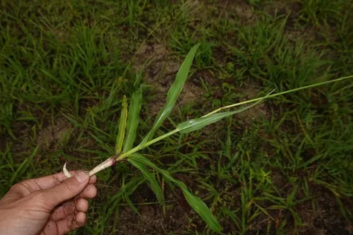 Coastal Sand Paspalum — photo by Nils Servientis - Bivouac Naturaliste