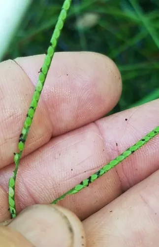 Matted Paspalum — photo by Eric Keith