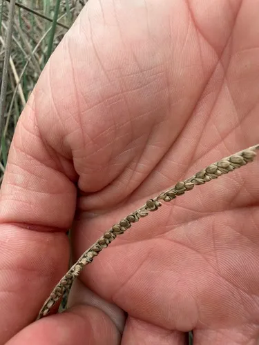 Gulfdune Paspalum — photo by sschiereck