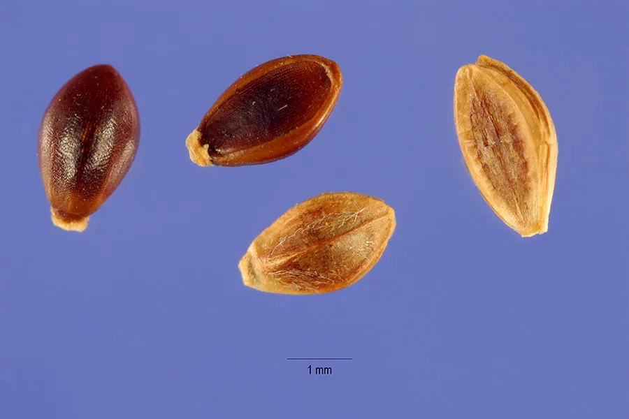 Brunswickgrass — photo by Steve Hurst @ USDA-NRCS PLANTS Database