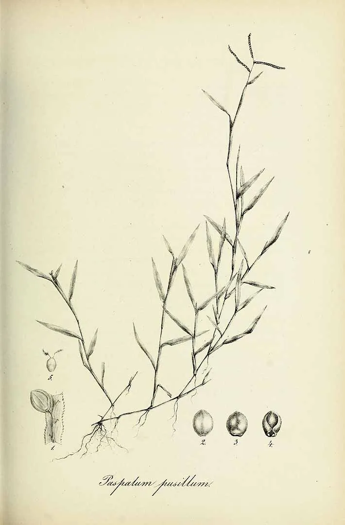 Circular Paspalum — photo by Carl Bernhard von Trinius
