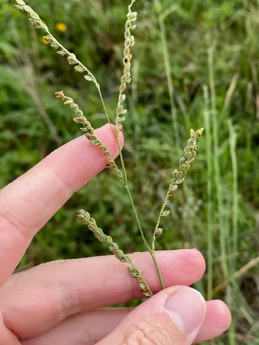 Brownseed Paspalum