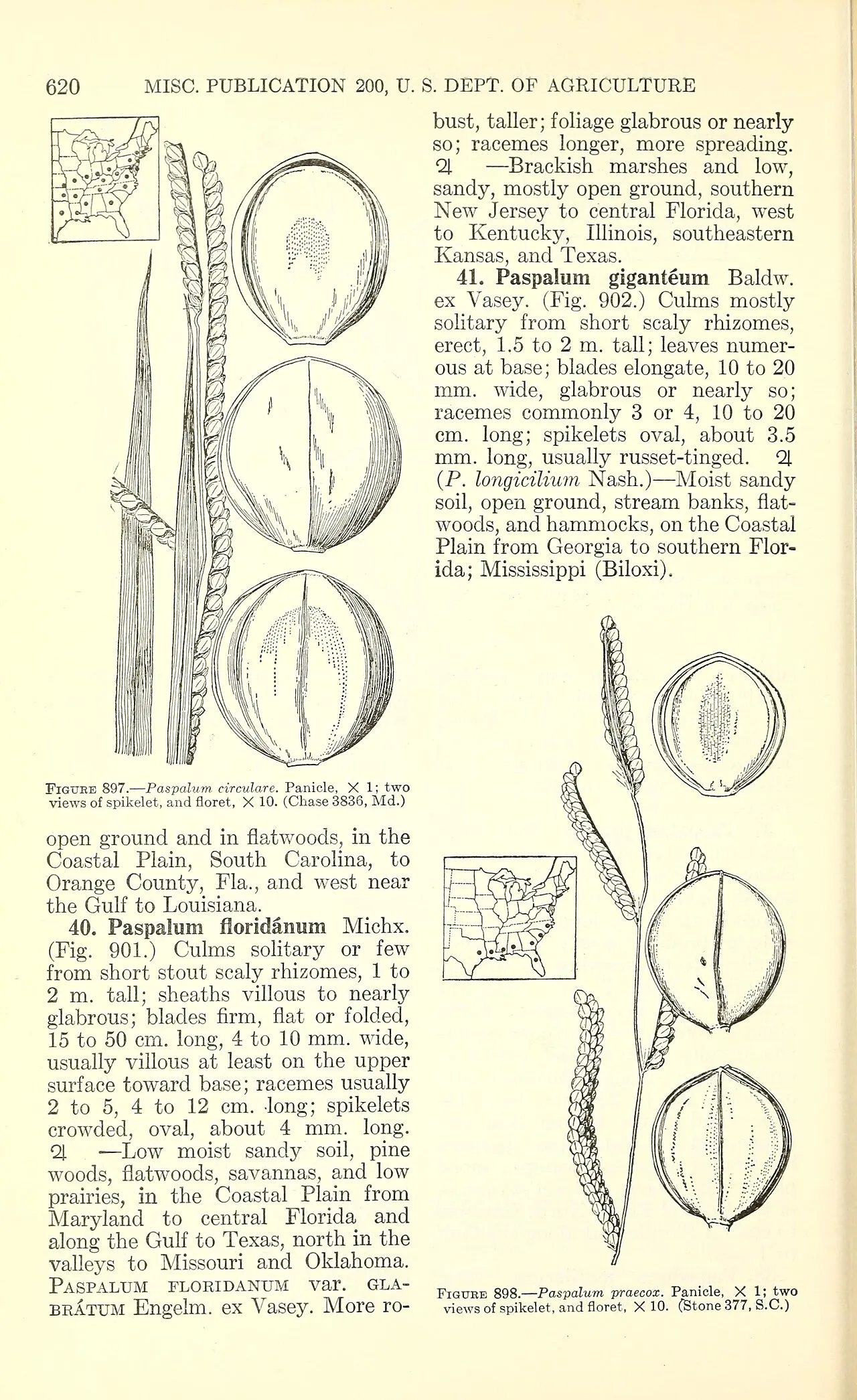 Early Paspalum — photo by Chase, Agnes; Hitchcock, A. S.