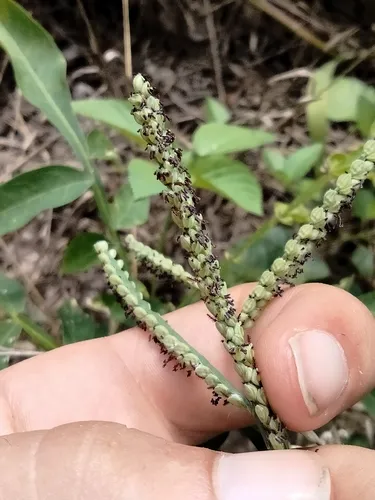 Hairyseed Paspalum — photo by Chase
