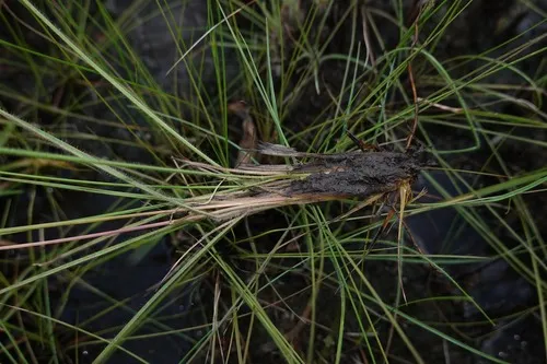 Grand Paspalum — photo by Nils Servientis - Bivouac Naturaliste