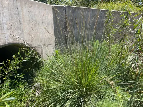 Tussock Paspalum — photo by James Bailey