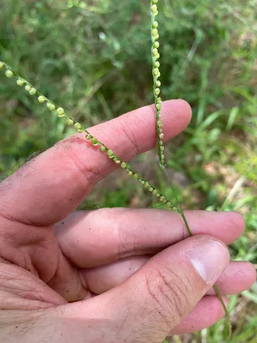 Thin Paspalum — photo by Matt