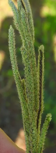 Vasey's Grass — photo by saltyhiker