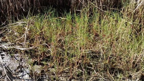 Seashore Paspalum — photo by Yannick D