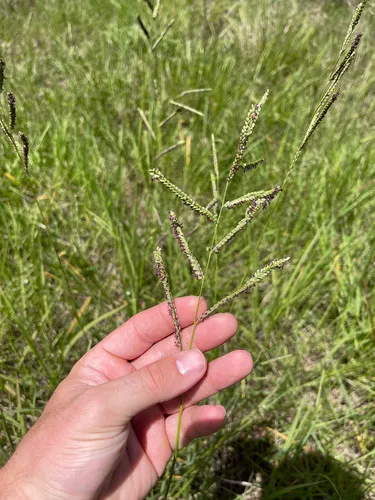 Wright's Paspalum — photo by Jake Smith