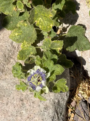 Desert Passionflower — photo by Beverly Quintero Valles
