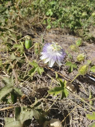 Arizona Passionflower