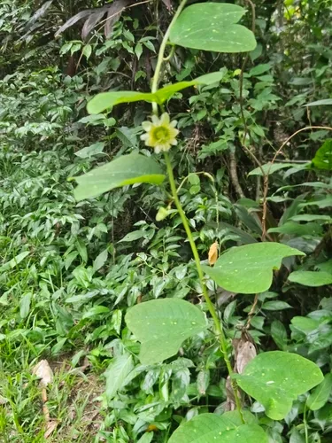 Twoflower Passionflower — photo by Steven (Esteban) Mendez
