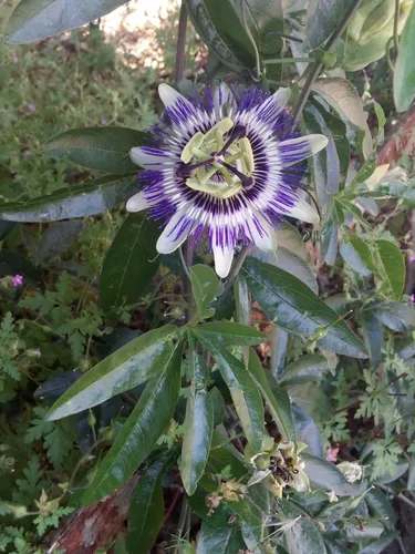Bluecrown Passionflower — photo by Zoltán Illyés