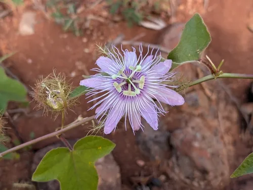 Fringed Passionflower (var. riparia) — photo by Damien Wallace