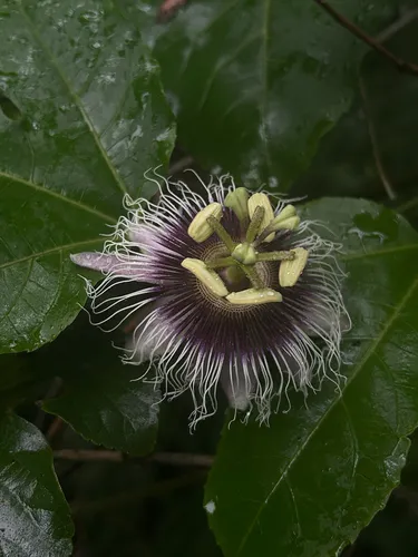 Purple Granadilla — photo by woundpine