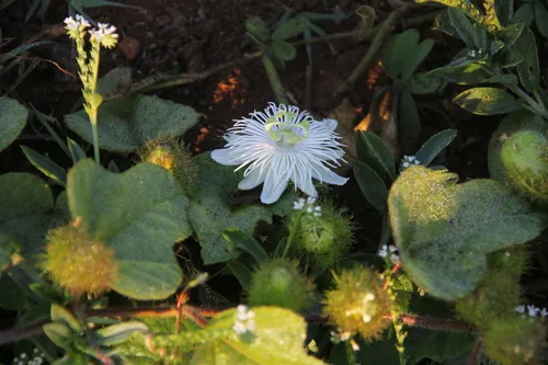 Fetid Passionflower — photo by altagray