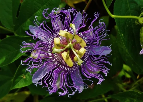 Purple Passionflower — photo by Matthew Beziat