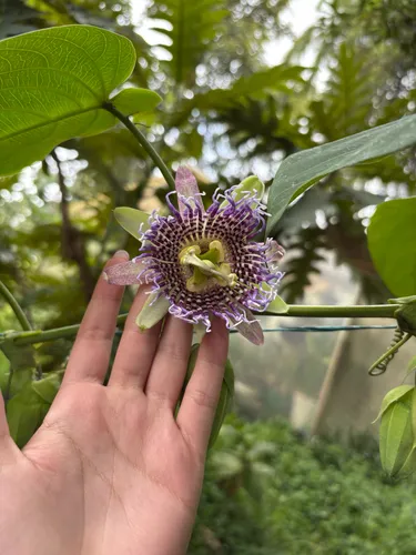 Sweet Granadilla — photo by Sofíaos