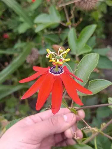 Red Passionflower — photo by gonzalo_chavez-corcuera