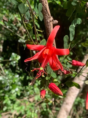 Virgin Island Passionflower — photo by Dairon Cuevas Riveras
