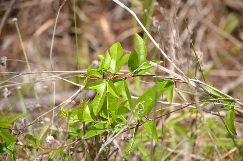 Corkystem Passionflower