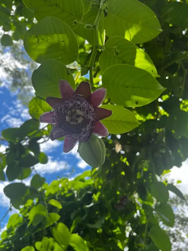 Giant Granadilla — photo by troys09